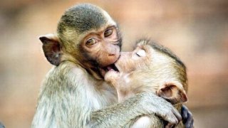 【画像】動物同士のキス