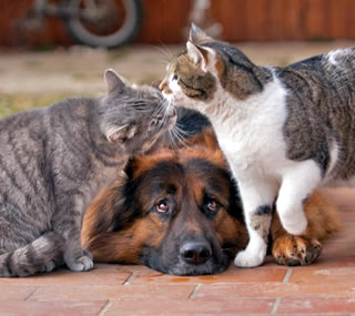 【画像】動物同士のキス