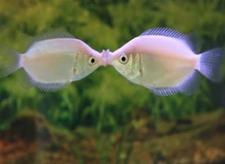 【画像】動物同士のキス
