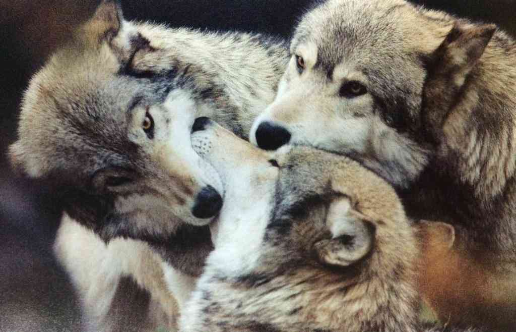 【画像】動物同士のキス