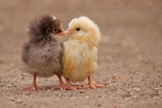 【画像】動物同士のキス