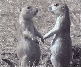 【画像】動物同士のキス