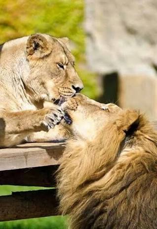 【画像】動物同士のキス