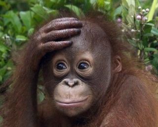 人間以外のものに似ていると言われたことありますか