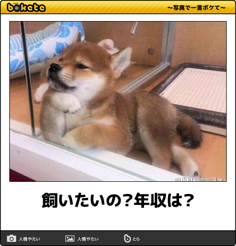 独身のペット事情について