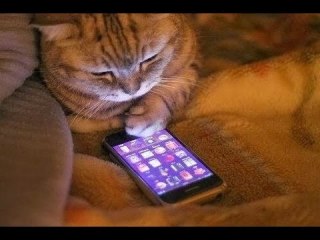 【猫トピ】茶トラが好きな方 part2