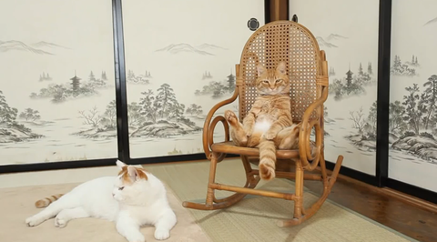 【猫トピ】茶トラが好きな方 part2