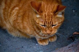 ドラマ「ダメな私に恋してください」好きだった方