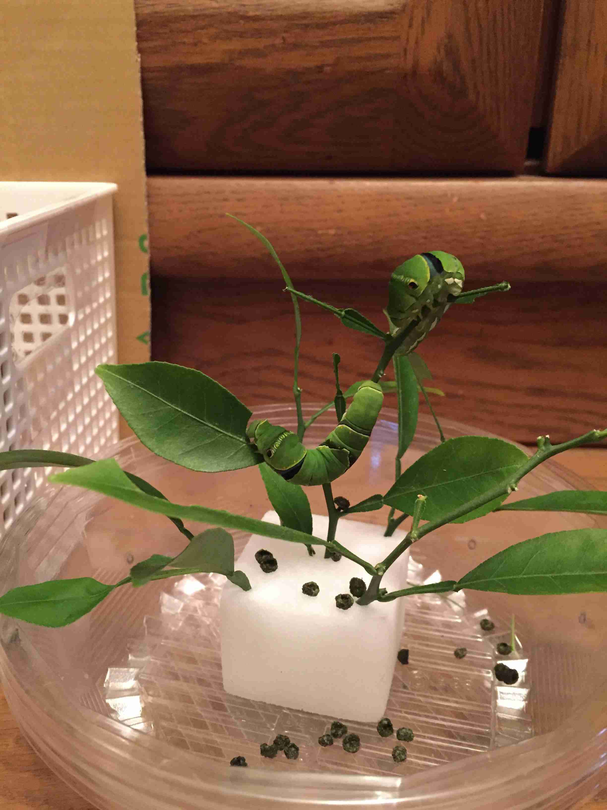 生き物や植物の世話での失敗