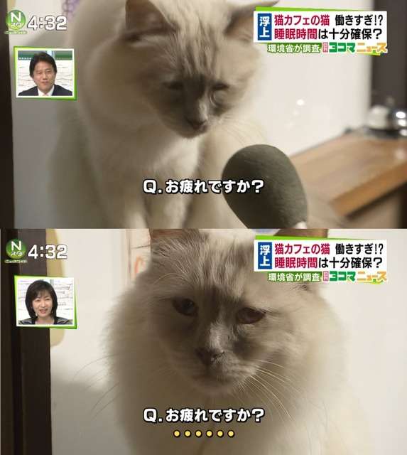 生き物や植物の世話での失敗