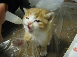 生き物や植物の世話での失敗