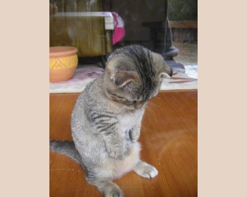 ガルちゃん猫カフェ30号店 開店しました♪ (初めての方も大歓迎！)