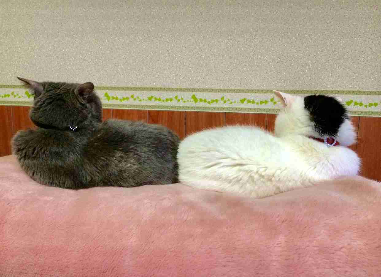 ガルちゃん猫カフェ30号店 開店しました♪ (初めての方も大歓迎！)