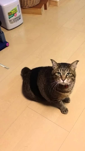 ガルちゃん猫カフェ30号店 開店しました♪ (初めての方も大歓迎！)