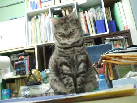 ガルちゃん猫カフェ30号店 開店しました♪ (初めての方も大歓迎！)
