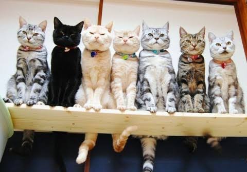 ガルちゃん猫カフェ30号店 開店しました♪ (初めての方も大歓迎！)