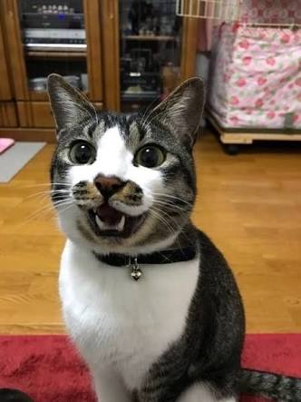 ガルちゃん猫カフェ30号店 開店しました♪ (初めての方も大歓迎！)