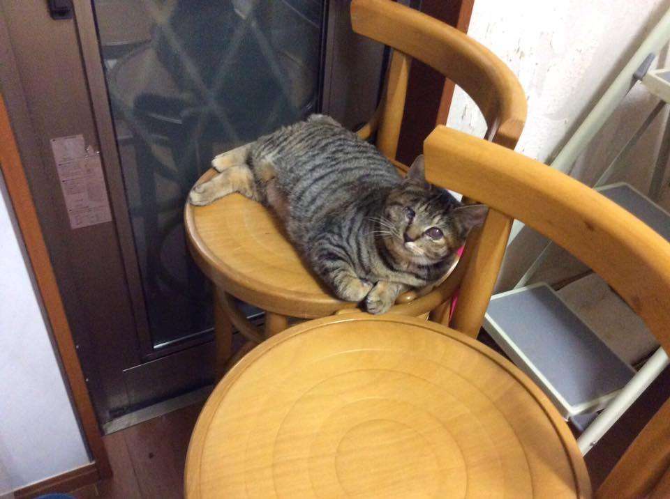 ガルちゃん猫カフェ30号店 開店しました♪ (初めての方も大歓迎！)