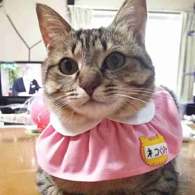 ガルちゃん猫カフェ30号店 開店しました♪ (初めての方も大歓迎！)