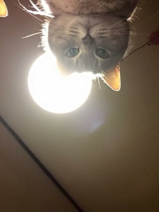 ガルちゃん猫カフェ30号店 開店しました♪ (初めての方も大歓迎！)