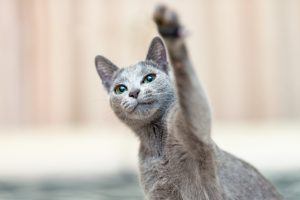 ガルちゃん猫カフェ30号店 開店しました♪ (初めての方も大歓迎！)