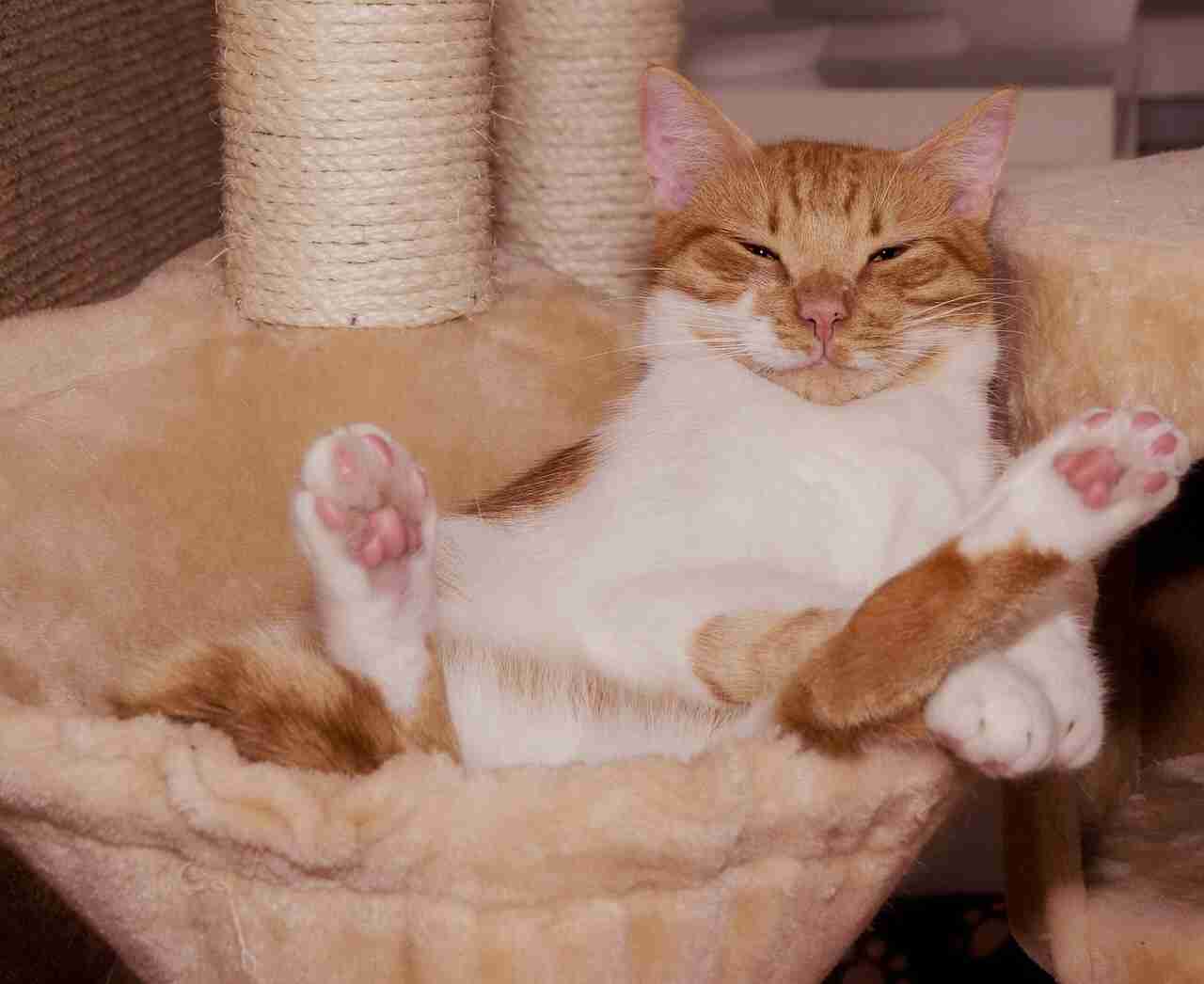 ガルちゃん猫カフェ30号店 開店しました♪ (初めての方も大歓迎！)