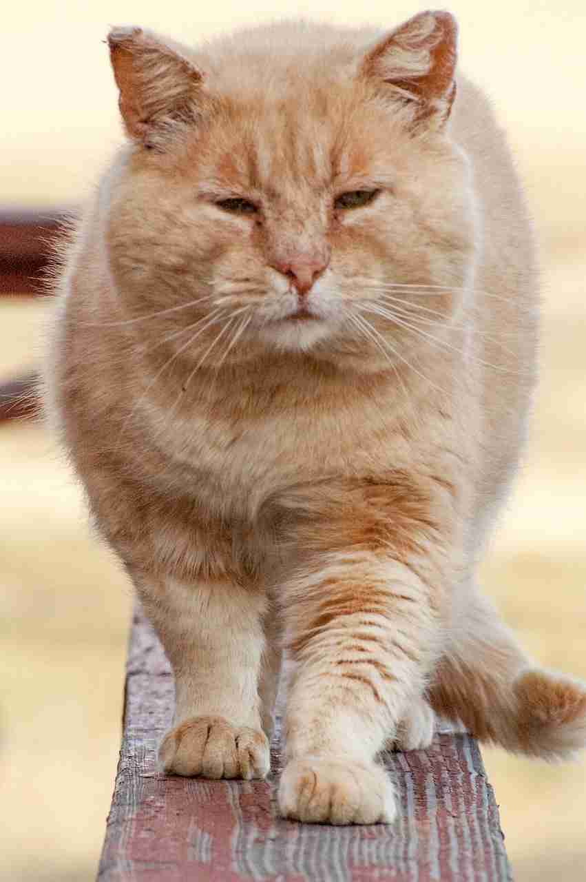 ガルちゃん猫カフェ30号店 開店しました♪ (初めての方も大歓迎！)