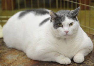 ガルちゃん猫カフェ30号店 開店しました♪ (初めての方も大歓迎！)