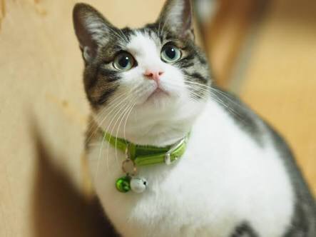 ガルちゃん猫カフェ30号店 開店しました♪ (初めての方も大歓迎！)
