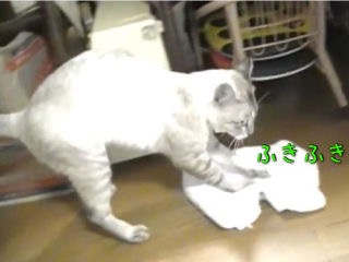 ガルちゃん猫カフェ30号店 開店しました♪ (初めての方も大歓迎！)