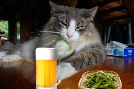 ガルちゃん猫カフェ30号店 開店しました♪ (初めての方も大歓迎！)