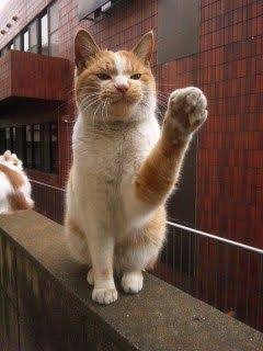 ガルちゃん猫カフェ30号店 開店しました♪ (初めての方も大歓迎！)