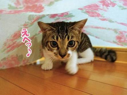 ガルちゃん猫カフェ30号店 開店しました♪ (初めての方も大歓迎！)