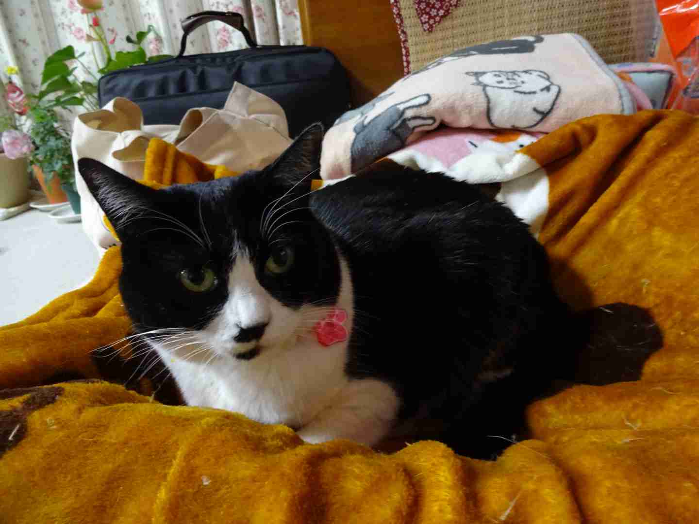 ガルちゃん猫カフェ30号店 開店しました♪ (初めての方も大歓迎！)