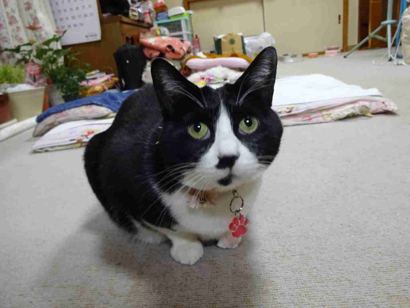 ガルちゃん猫カフェ30号店 開店しました♪ (初めての方も大歓迎！)
