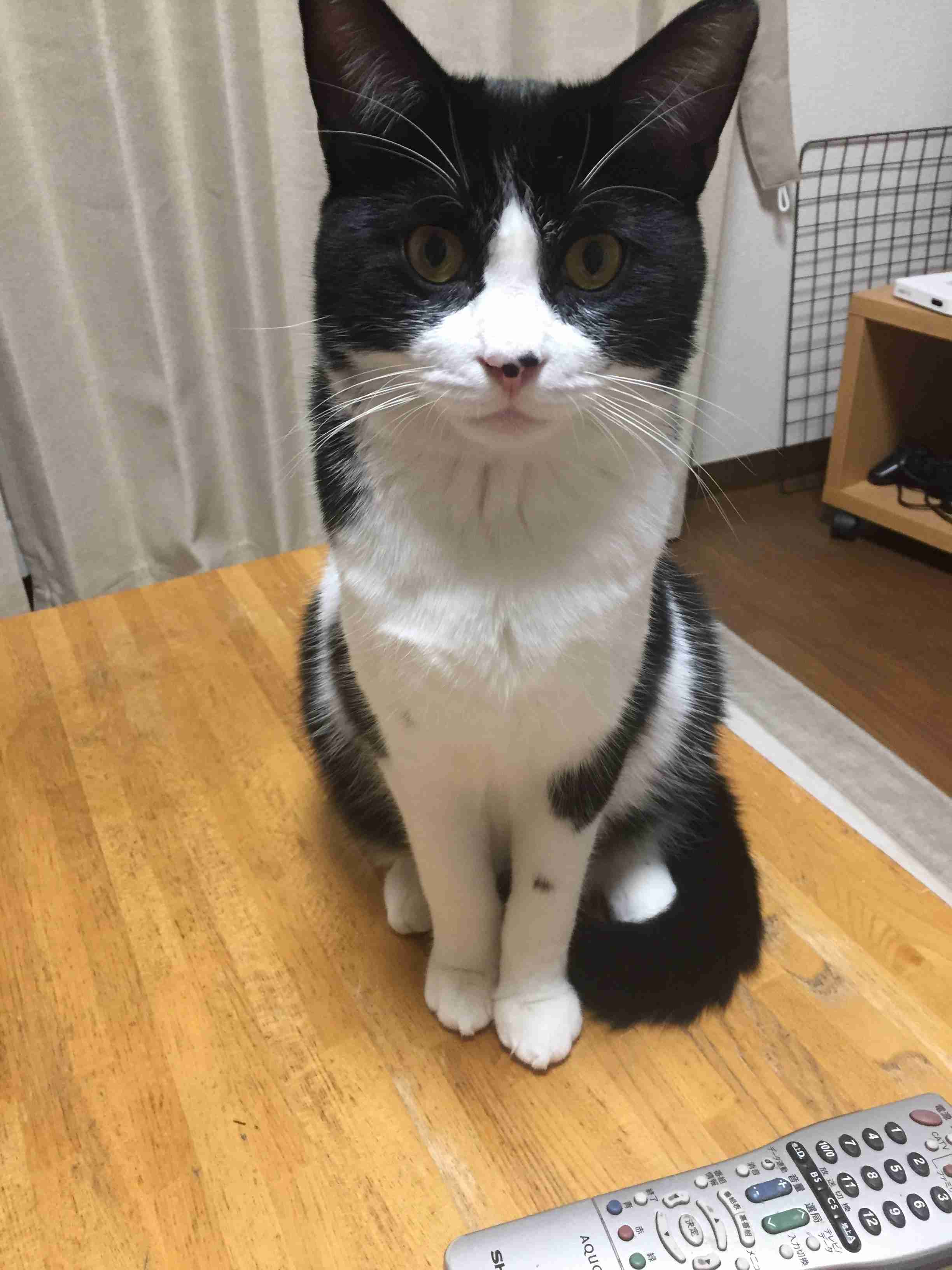ガルちゃん猫カフェ30号店 開店しました♪ (初めての方も大歓迎！)