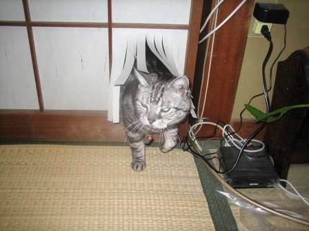 ガルちゃん猫カフェ30号店 開店しました♪ (初めての方も大歓迎！)