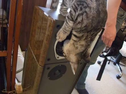 ガルちゃん猫カフェ30号店 開店しました♪ (初めての方も大歓迎！)