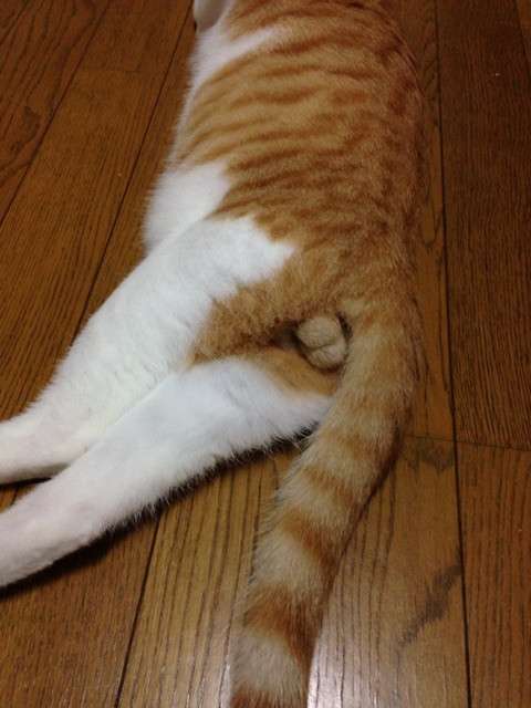ガルちゃん猫カフェ30号店 開店しました♪ (初めての方も大歓迎！)