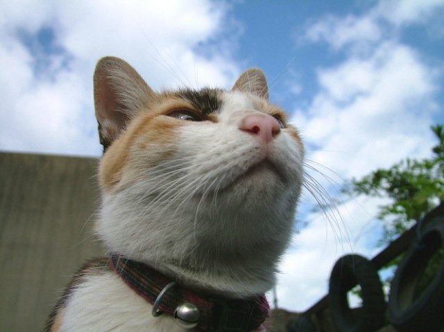 ガルちゃん猫カフェ30号店 開店しました♪ (初めての方も大歓迎！)