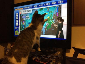 ガルちゃん猫カフェ30号店 開店しました♪ (初めての方も大歓迎！)