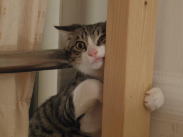 ガルちゃん猫カフェ30号店 開店しました♪ (初めての方も大歓迎！)