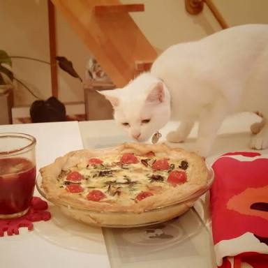 ガルちゃん猫カフェ30号店 開店しました♪ (初めての方も大歓迎！)