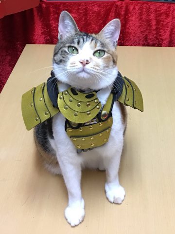 ガルちゃん猫カフェ30号店 開店しました♪ (初めての方も大歓迎！)