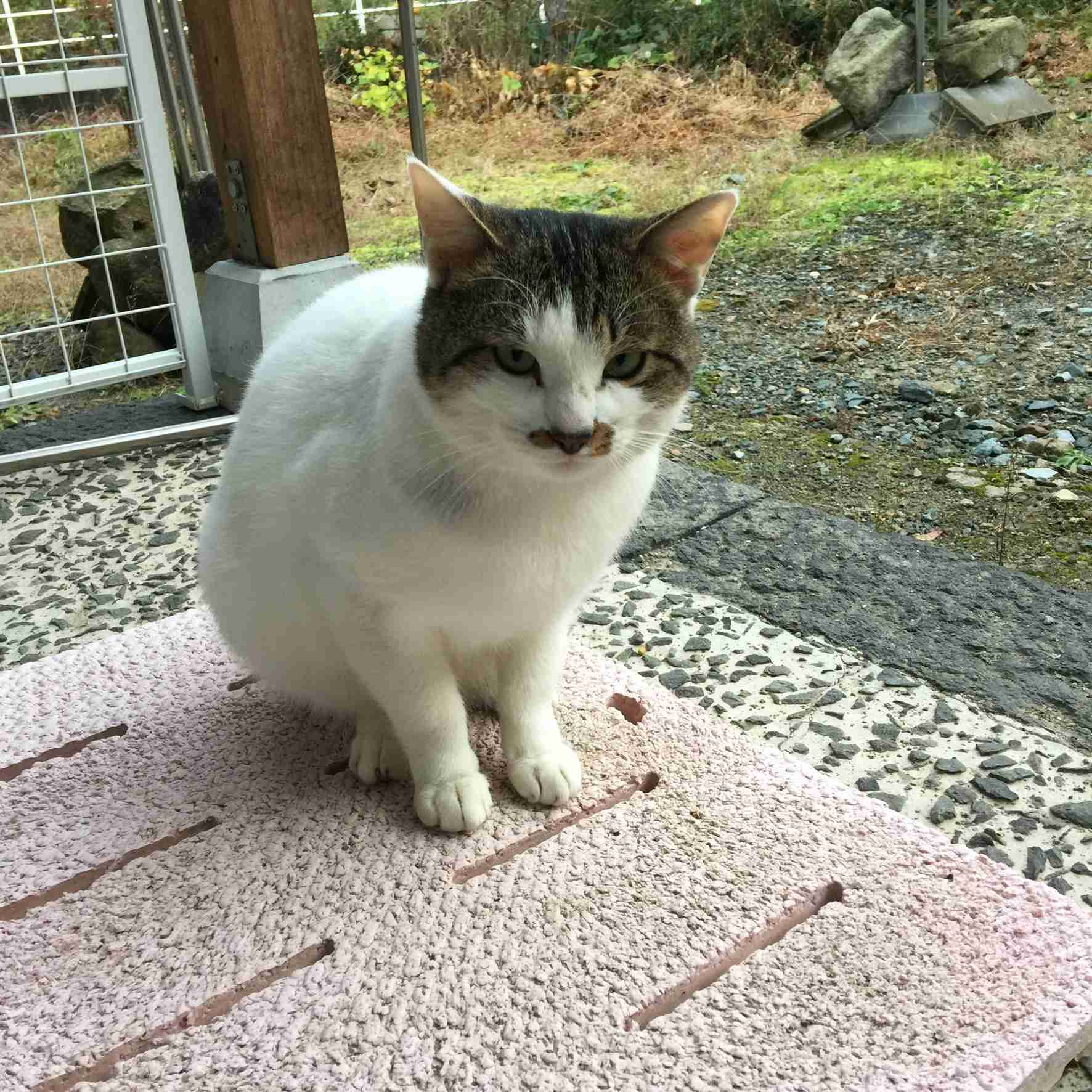 ガルちゃん猫カフェ30号店 開店しました♪ (初めての方も大歓迎！)