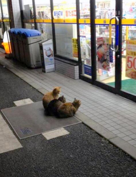 ガルちゃん猫カフェ30号店 開店しました♪ (初めての方も大歓迎！)