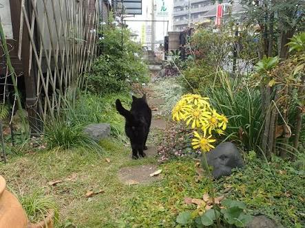 ガルちゃん猫カフェ30号店 開店しました♪ (初めての方も大歓迎！)