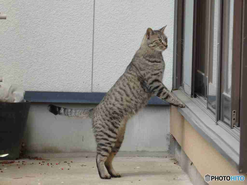 ガルちゃん猫カフェ30号店 開店しました♪ (初めての方も大歓迎！)