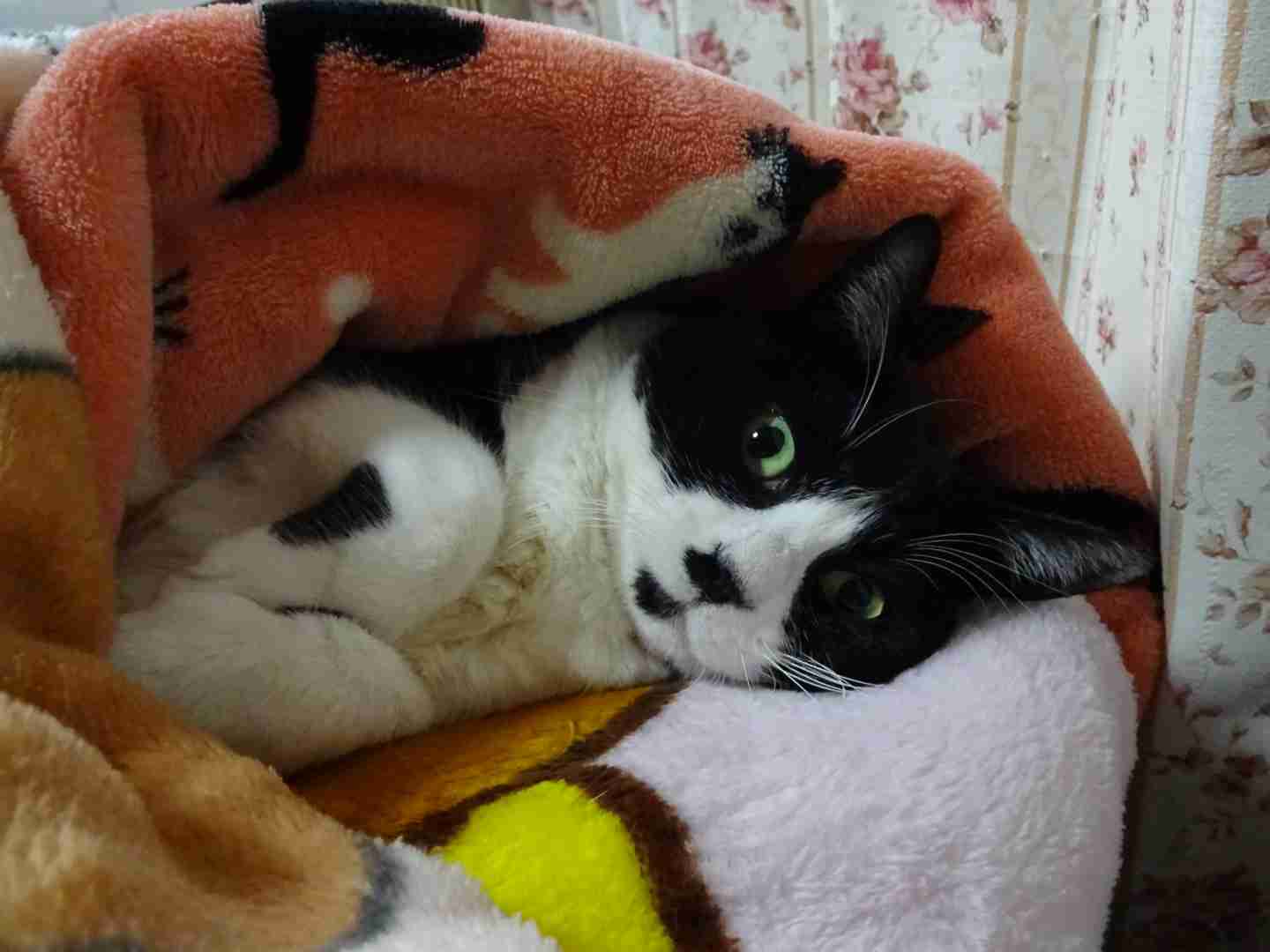 ガルちゃん猫カフェ30号店 開店しました♪ (初めての方も大歓迎！)
