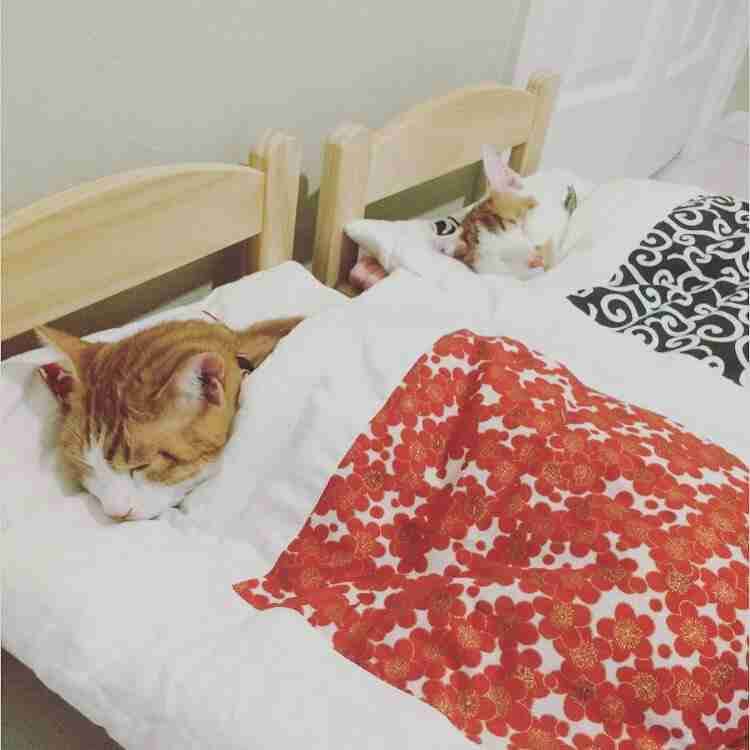 ガルちゃん猫カフェ30号店 開店しました♪ (初めての方も大歓迎！)